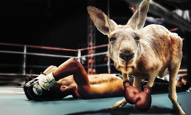 Funny Kangaroo Boxing